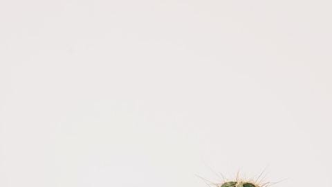 Plantas