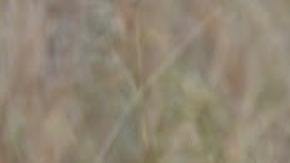 En el Parque Nacional Kruger, un chita se acerca a una laguna a saciar su sed y no advierte la oculta presencia del cocodrilo, que en pocos segundos lo arrastra a las profundidades.