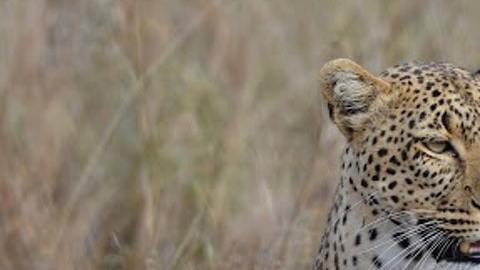 En el Parque Nacional Kruger, un chita se acerca a una laguna a saciar su sed y no advierte la oculta presencia del cocodrilo, que en pocos segundos lo arrastra a las profundidades.
