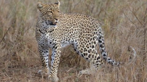 En el Parque Nacional Kruger, un chita se acerca a una laguna a saciar su sed y no advierte la oculta presencia del cocodrilo, que en pocos segundos lo arrastra a las profundidades.