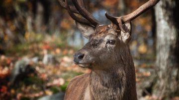 En la ciudad canadiense de Kenora, un conocido ciervo de la zona apareció con una flecha atravesada en su cabeza.