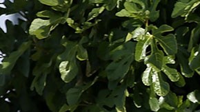 Para participar, debes ser miembro del programa de recompensas de la cadena.