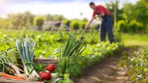 Alimentación