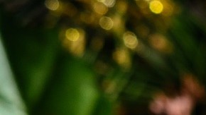 El tronco de Navidad tiene su origen en Francia.