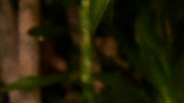 Larry King el día que celebró su cumpleaños 86 en noviembre de 2019 en Beverly Hills.