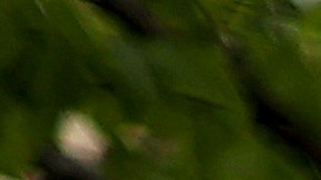 Dos proveedores del IRS ofrecerán una aplicación en español para preparar tu declaración de impuestos