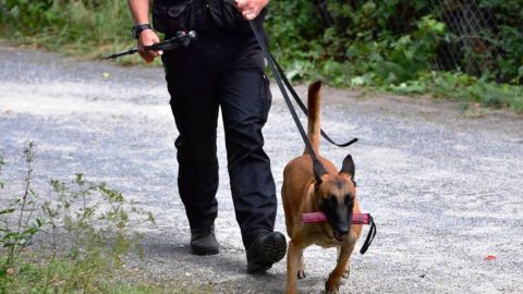 El problema comenzó cuando su perro policía se lesionó