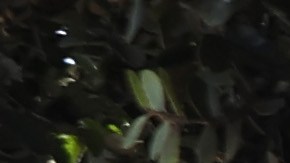 Muchos negocios de California han quebrado, mientras que otros se han aprovechado del sistema.