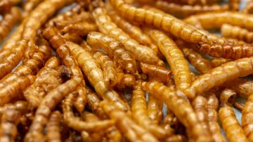 Los componentes principales del gusano de la harina amarillo son proteínas, grasas saludables y fibra.