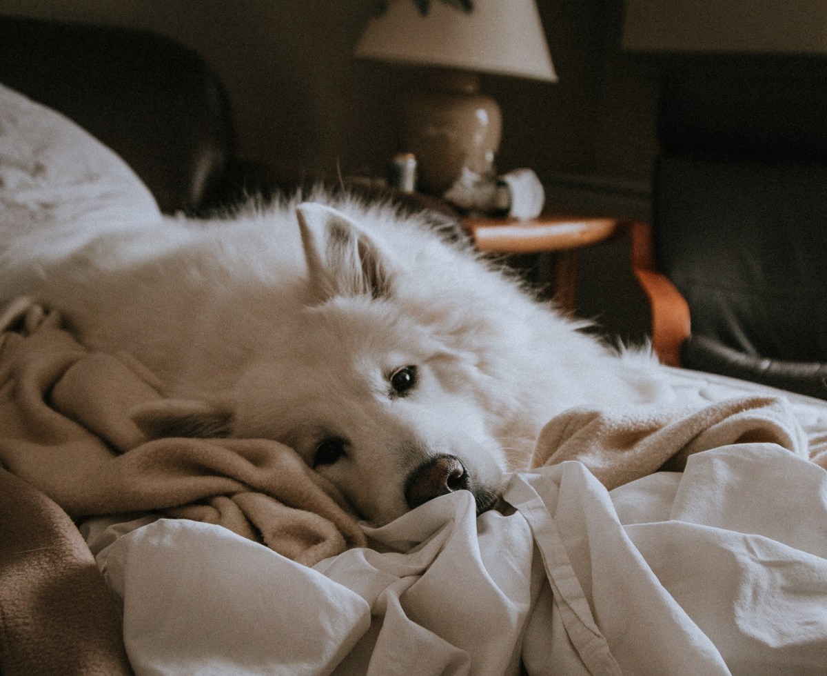 Experta sugiere el momento ideal para permitir que los perros suban a la cama