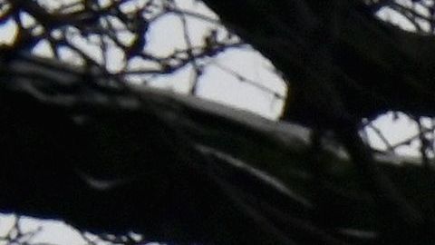 Según el Sistema Meteorológico Nacional, esta podría ser peor tormenta de nieve en cinco años.