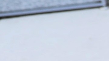 Los perros que detectan el virus Sars-Cov2 son entrenados por la Florida International Unversity.