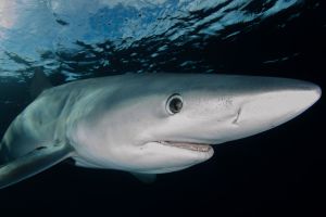 Susto y luego risas: pescador atrapó a un gran tiburón cerca de orilla de playa en Massachusetts