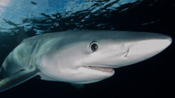La película "Tiburón", basada en la exitosa novela de Peter Benchley del mismo nombre, tuvo un efecto desastroso en cómo la gente ve a los tiburones.