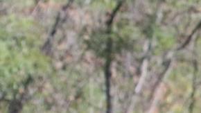 El paquidermo atacó el campamento en donde se encontraba durmiendo la víctima.