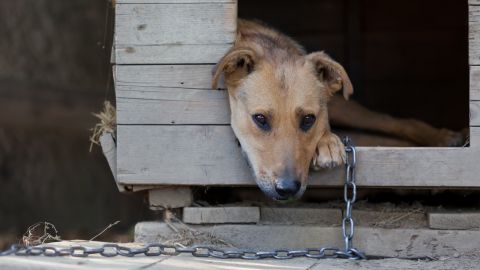 El animal no resistió las bajas temperaturas.