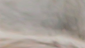 El animal fue el pretexto ideal para hacer una reunión.