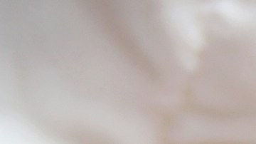 Los vecinos describieron como un animal grande.