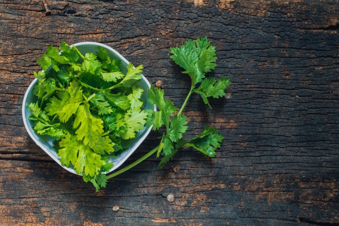 Cilantro