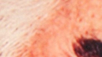 Vicente Fernández Jr.