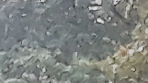 NYPD en Central Park.