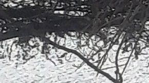 Diversión tras nevada en Central Park, NYC