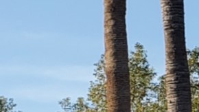 La casa de los horrores en Fresno al ser allanada el jueves.