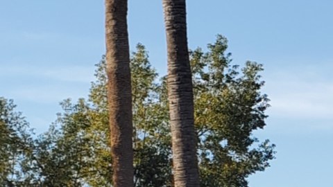 La casa de los horrores en Fresno al ser allanada el jueves.
