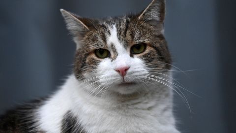 Un abogado de Texas utiliza accidentalmente un filtro de gato durante una sesión de Zoom