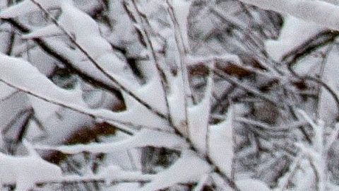 Tormenta de nieve en Estados Unidos pone en alerta a la población de más de 40 estados.