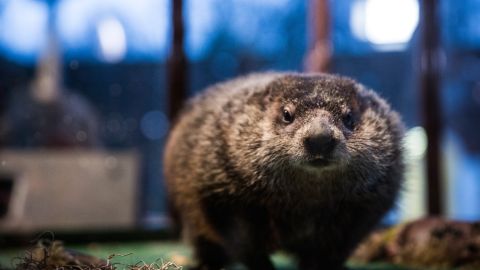 Marmota Chuck Staten Island