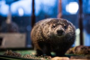 Marmota Chuck de Staten Island contradice a la de Pensilvania: pronostica una primavera temprana