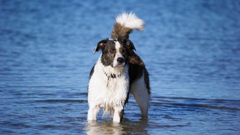 Perro Border Collie