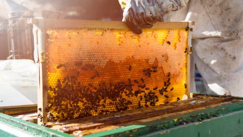 bee