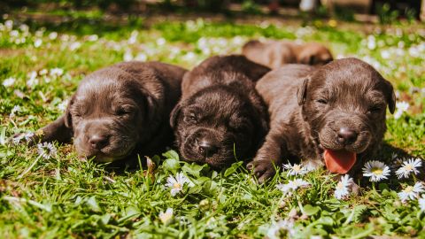 Cachorros
