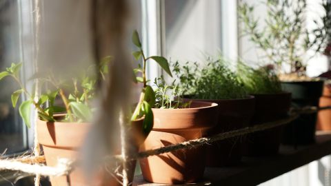 Las plantas aromáticas caben en cualquier espacio pequeño con un poco de aire y luz.
