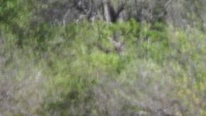 Los animales sufrieron daños irreversibles por acciones de la industria madedera.