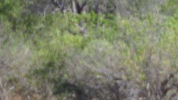 Los animales sufrieron daños irreversibles por acciones de la industria madedera.