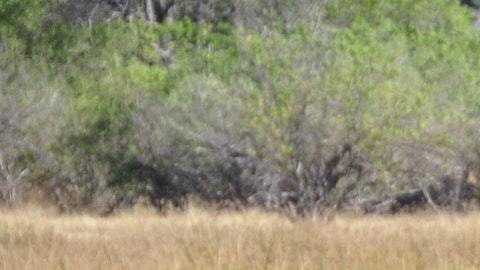 Los animales sufrieron daños irreversibles por acciones de la industria madedera.