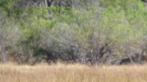 Los animales sufrieron daños irreversibles por acciones de la industria madedera.