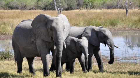 Los animales sufrieron daños irreversibles por acciones de la industria madedera.