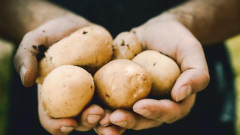 Las papas o patatas constituyen uno de los principales alimentos para la población internacional.