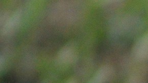 Una comida de dos platos tiene un costo de $55 dólares, y también podrás comprar un pequeño postre para tu perro por $3 dólares más.