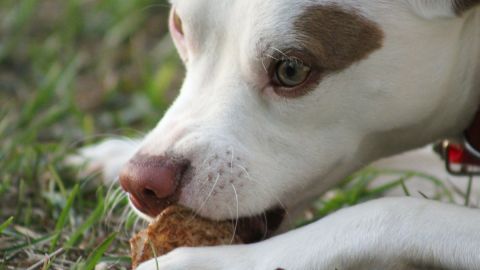 Una comida de dos platos tiene un costo de $55 dólares, y también podrás comprar un pequeño postre para tu perro por $3 dólares más.