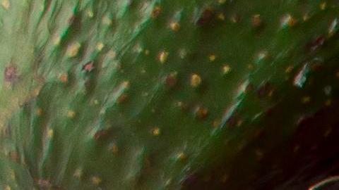 Una tortilla con cualquier tipo de relleno es considerada un taco, la variedad no tiene fin.