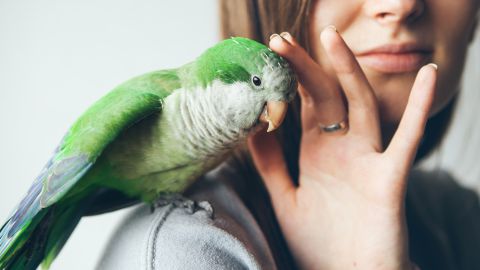 El loro Bud ya no podía volar por su excesivo peso.