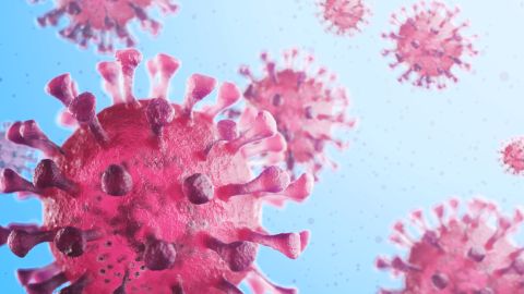Muchos virus están involucrados en procesos corporales esenciales y forman parte de nuestro ecosistema interno.