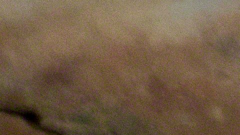 Los cuatro hipopótamos que llevó Pablo Escobar a su zoológico privado se multiplicaron aceleradamente.