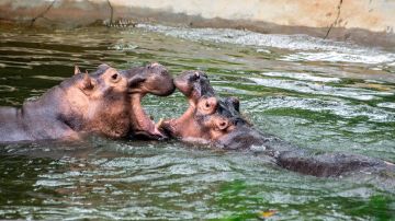 Los cuatro hipopótamos que llevó Pablo Escobar a su zoológico privado se multiplicaron aceleradamente.