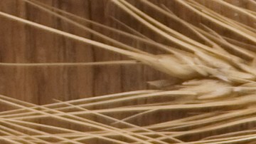 granos alimentación